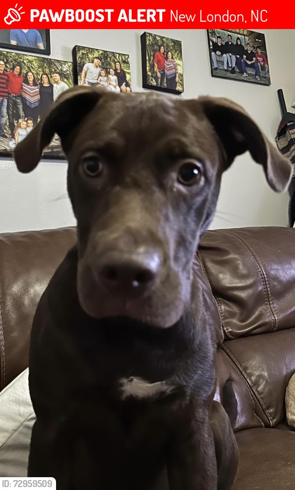 Lost Female Dog last seen Eudy and Spring street, New London, NC 28127