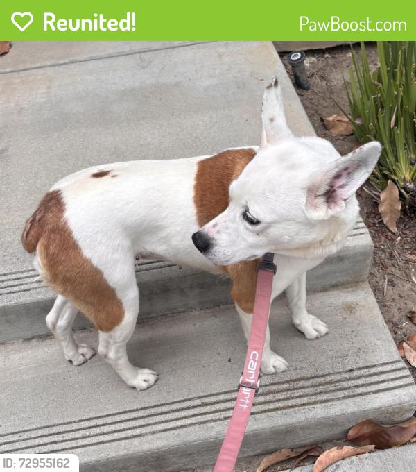 Reunited Female Dog last seen Flynn, Camarillo, CA 93012