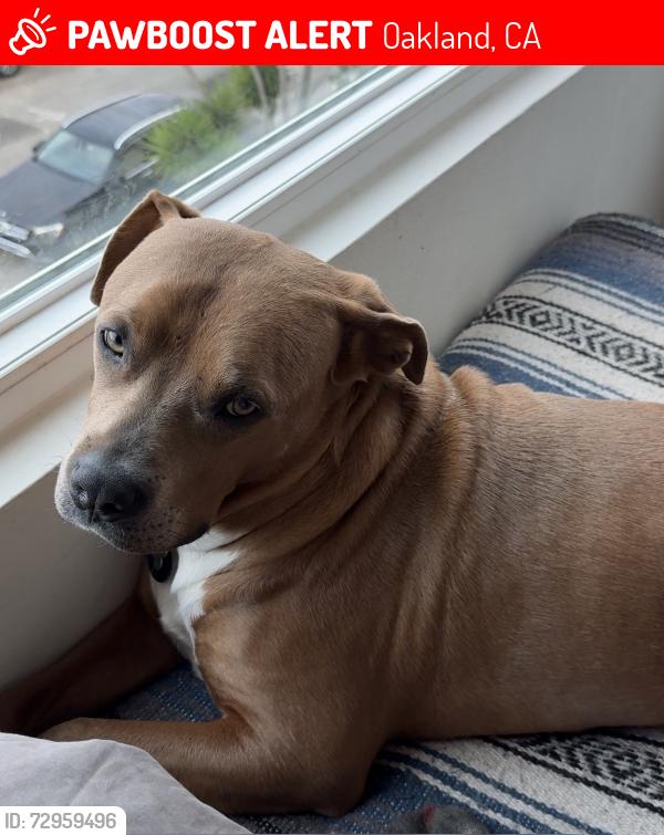 Lost Male Dog last seen The trailhead at Caldecott field recreational area. , Oakland, CA 94618