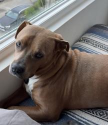 Lost Male Dog last seen The trailhead at Caldecott field recreational area. , Oakland, CA 94618