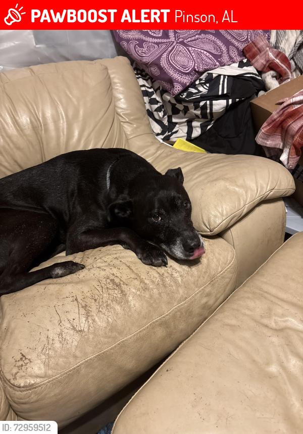 Lost Male Dog last seen Highway 75 , Pinson, AL 35126
