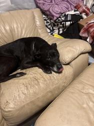 Lost Male Dog last seen Highway 75 , Pinson, AL 35126