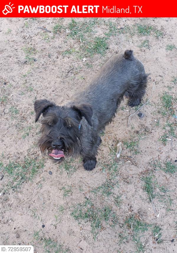 Lost Female Dog last seen Lockheed and Murray or Lockheed and Ainsleee, Midland, TX 79701