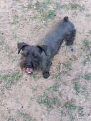 Lost Female Dog last seen Lockheed and Murray or Lockheed and Ainsleee, Midland, TX 79701