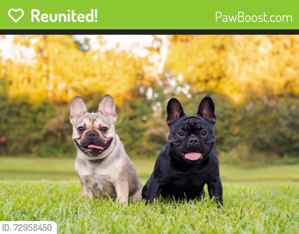 Reunited Unknown Dog last seen Barker cypress and queenston, Houston, TX 77095