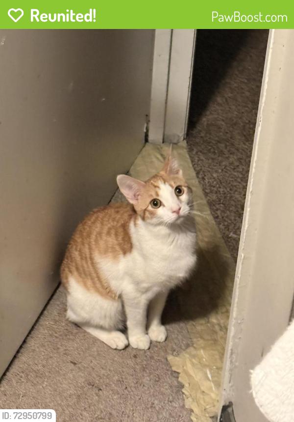 Reunited Male Cat last seen Bryson park, Lilburn school rd , Lilburn, GA 30047