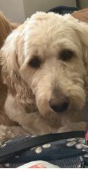 Reunited Male Dog last seen Ohio, Plano, TX 75093
