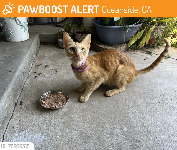Found/Stray Unknown Cat last seen Bernie/Roselle, Oceanside, CA 92056