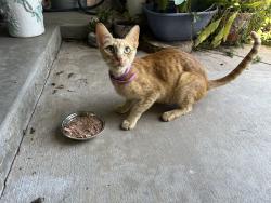 Found/Stray Unknown Cat last seen Bernie/Roselle, Oceanside, CA 92056
