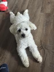 Lost Male Dog last seen Nearest golden gate elementary , Golden Gate, FL 34116