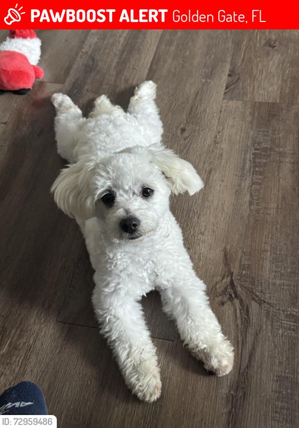 Lost Male Dog last seen Nearest golden gate elementary , Golden Gate, FL 34116