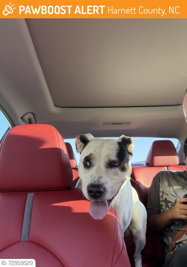Found/Stray Female Dog last seen Hoover rd, Harnett County, NC 27332