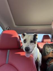 Found/Stray Female Dog last seen Hoover rd, Harnett County, NC 27332