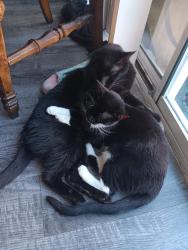 Reunited Unknown Cat last seen Horse, Las Vegas, NV 89131