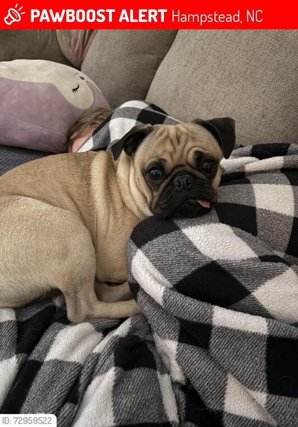 Lost Male Dog last seen Azalea drive , Hampstead, NC 28443