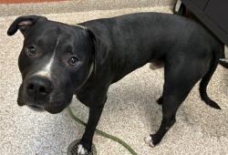 Shelter Stray Male Dog last seen Near BLOCK ONEAL AVE, PUEBLO CO 81005, Pueblo, CO 81008