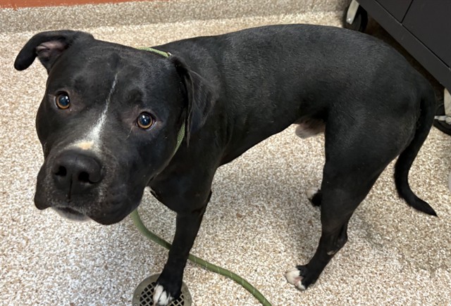 Shelter Stray Male Dog last seen Near BLOCK ONEAL AVE, PUEBLO CO 81005, Pueblo, CO 81008