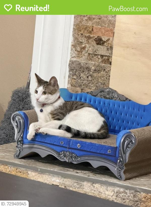 Reunited Male Cat last seen By Rialto ave , Rialto, CA 92376