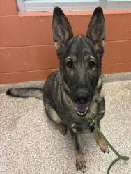 Shelter Stray Female Dog last seen Near BLOCK VINEWOOD LN, PUEBLO CO 81005, Pueblo, CO 81008