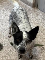 Shelter Stray Female Dog last seen Near BLOCK VINEWOOD LN, PUEBLO CO 81005, Pueblo, CO 81008