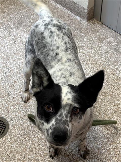 Shelter Stray Female Dog last seen Near BLOCK VINEWOOD LN, PUEBLO CO 81005, Pueblo, CO 81008