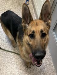 Shelter Stray Female Dog last seen Near BLOCK VINEWOOD LN, PUEBLO CO 81005, Pueblo, CO 81008