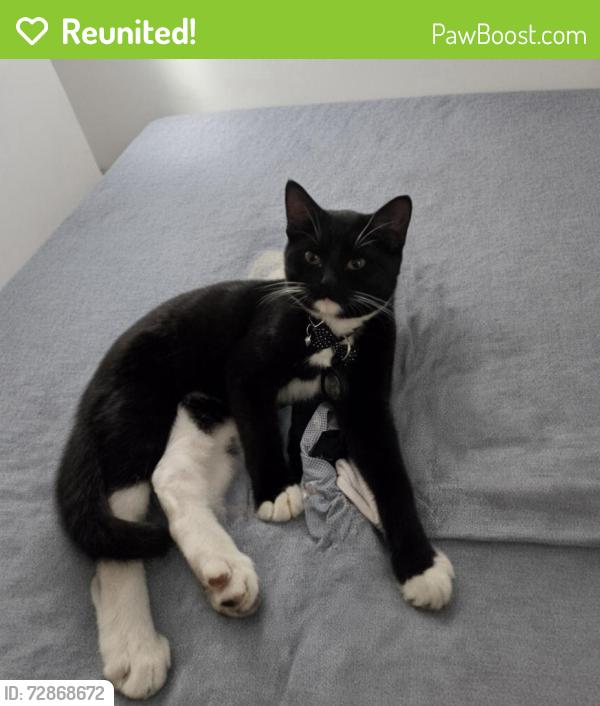 Reunited Male Cat last seen Oakmont and Jason dr, Santa Clarita, CA 91387