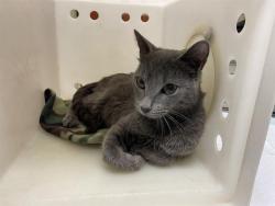 Shelter Stray Female Cat last seen Near BLOCK W WISCONSIN AVE, Milwaukee, WI 53215