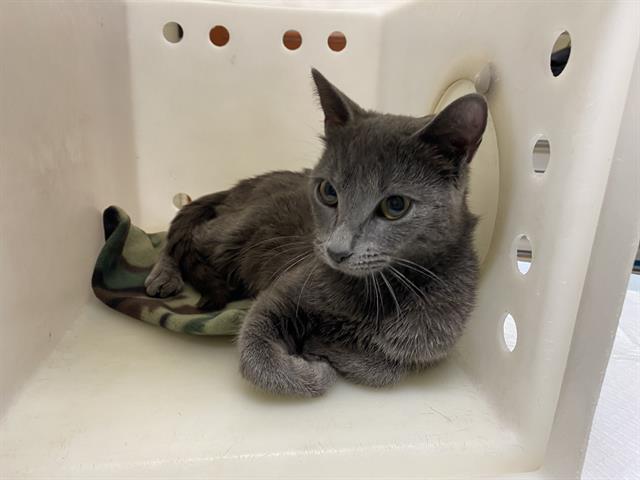 Shelter Stray Female Cat last seen Near BLOCK W WISCONSIN AVE, Milwaukee, WI 53215