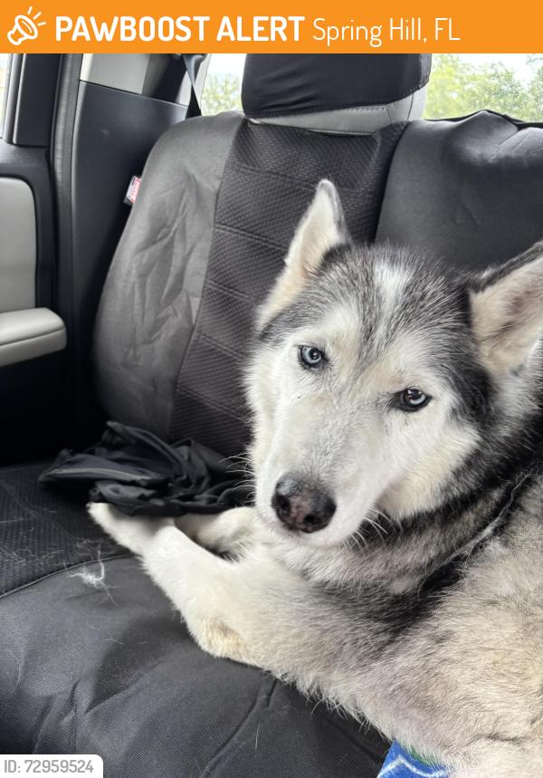 Found/Stray Female Dog last seen Elgin blvd. , Spring Hill, FL 34608