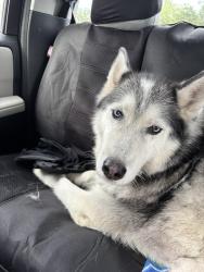 Found/Stray Female Dog last seen Elgin blvd. , Spring Hill, FL 34608