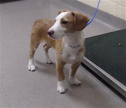 Shelter Stray Male Dog last seen Near BLOCK S TENNYSON WAY, DENVER CO 80219, Denver, CO 80223