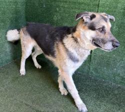 Shelter Stray Male Dog last seen , Quartz Hill, CA 93536