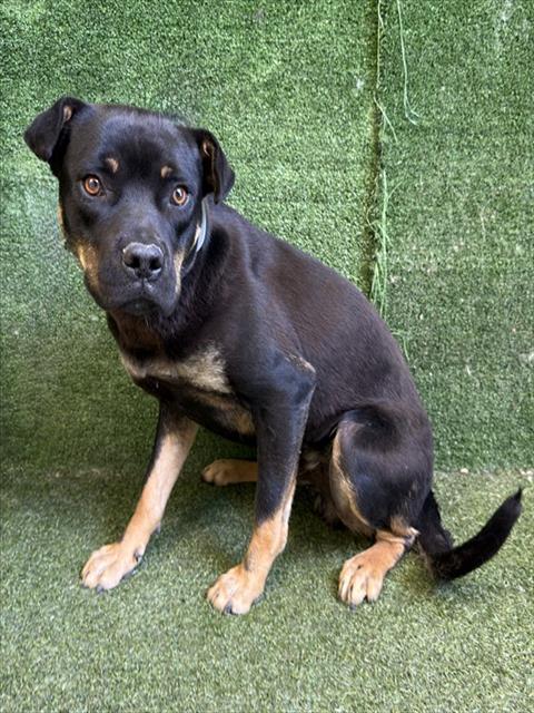 Shelter Stray Male Dog last seen , Quartz Hill, CA 93536