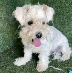 Shelter Stray Male Dog last seen , Quartz Hill, CA 93536