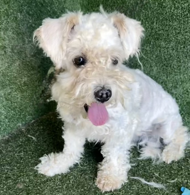 Shelter Stray Male Dog last seen , Quartz Hill, CA 93536
