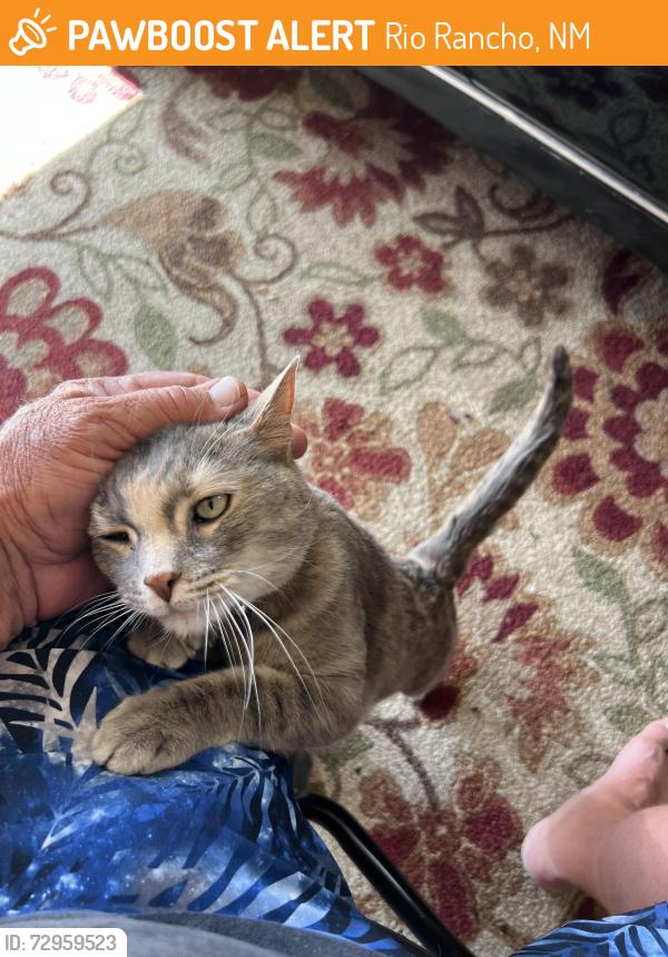 Found/Stray Unknown Cat last seen Near Peppoli loop , Rio Rancho, NM 87124
