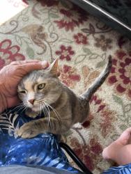 Found/Stray Unknown Cat last seen Near Peppoli loop , Rio Rancho, NM 87124
