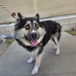 Shelter Stray Male Dog last seen Near BLK LEMON AVE. LONG BEACH CA 90805, Long Beach, CA 90815