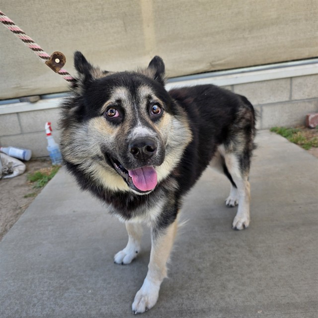 Shelter Stray Male Dog last seen Near BLK LEMON AVE. LONG BEACH CA 90805, Long Beach, CA 90815