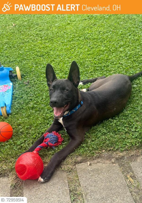 Found/Stray Male Dog last seen W 128th , next to Worthington park , Cleveland, OH 44111