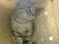 Shelter Stray Unknown Cat last seen Near BLOCK SE 22ND, Oklahoma City, OK 73129