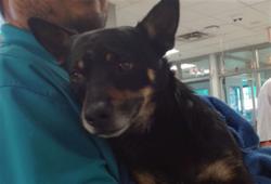 Shelter Stray Male Dog last seen PENN AND SW 74TH, Oklahoma City, OK 73129