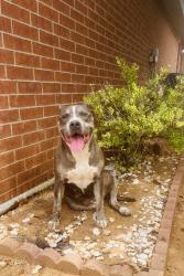 Reunited Female Dog last seen South Mesa Area , Lubbock, TX 79423