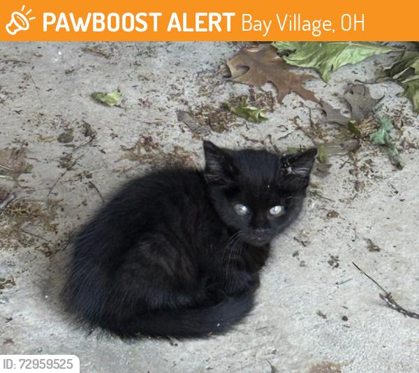 Found/Stray Male Cat last seen Backyard, Bay Village, OH 44140