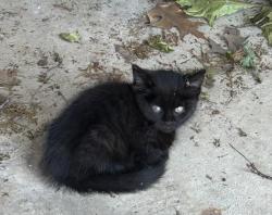 Found/Stray Male Cat last seen Backyard, Bay Village, OH 44140