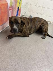 Shelter Stray Male Dog last seen Near BLOCK E SANTA ANA AVE, San Bernardino, CA 92401