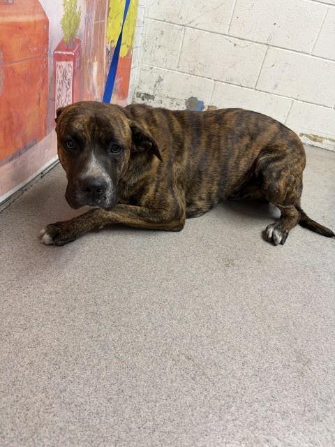Shelter Stray Male Dog last seen Near BLOCK E SANTA ANA AVE, San Bernardino, CA 92401