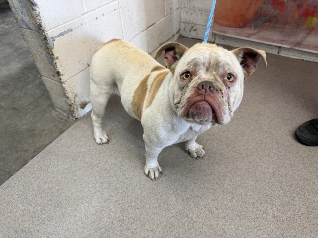 Shelter Stray Female Dog last seen Near BLOCK N LACADENA, San Bernardino, CA 92401