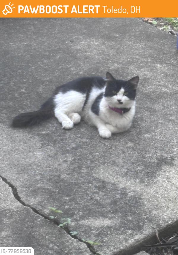 Found/Stray Female Cat last seen Maumee Country Day, Toledo, OH 43614